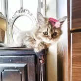 スコティッシュフォールド(立ち耳)【神奈川県・女の子・2025年5月6日・ブラウンタビー】の写真2「穏やかで、とっても甘えん坊さんです♡♡」