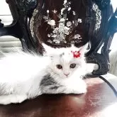 スコティッシュフォールド(立ち耳)【神奈川県・女の子・2025年6月10日・ダイリュートキャリコ】の写真3「穏やかで甘えん坊さんです♡」