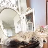 スコティッシュフォールド(立ち耳)【神奈川県・女の子・2025年5月6日・ブラウンタビー】の写真3「ゴージャス♡お嬢様♡♡」