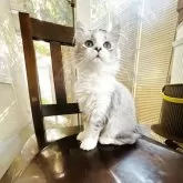 スコティッシュフォールド(立ち耳)【神奈川県・女の子・2025年5月29日・シルバータビーアンドホワイト】の写真4「艶々長めショートから短めセミロングくらいの長さに成長中です♡」