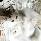 スコティッシュフォールド(立ち耳)【神奈川県・女の子・2025年6月10日・ダイリュートキャリコ】の写真5「まったりした、とっても優しいこです♡」