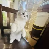 スコティッシュフォールド(立ち耳)【神奈川県・女の子・2025年5月29日・シルバータビーアンドホワイト】の写真5「とってもかまってちゃんです♡お写真より断然可愛いです♡」