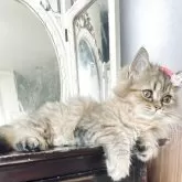 スコティッシュフォールド(立ち耳)【神奈川県・女の子・2025年5月6日・ブラウンタビー】の写真6「♡」