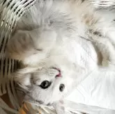 スコティッシュフォールド(立ち耳)【神奈川県・女の子・2025年6月10日・ダイリュートキャリコ】の写真7「♡」