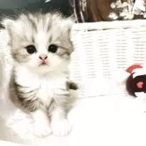 スコティッシュフォールド(立ち耳)【神奈川県・女の子・2025年5月29日・シルバータビーアンドホワイト】の写真6「♡♡」