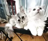 スコティッシュフォールド(立ち耳)【神奈川県・女の子・2025年5月23日・ダイリュートキャリコ】の写真8「仕草も可愛すぎるんです♡甘え上手♡」