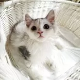 スコティッシュフォールド(立ち耳)【神奈川県・女の子・2025年6月10日・ダイリュートキャリコ】の写真8「♡」