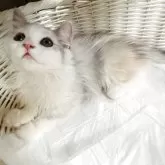 スコティッシュフォールド(立ち耳)【神奈川県・女の子・2025年6月10日・ダイリュートキャリコ】の写真9「お膝にもまったり来て寄り添ってくれます♡♡」