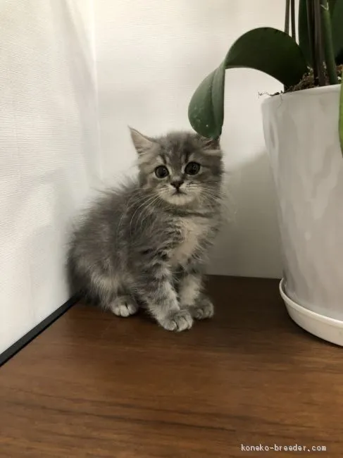 ID：2011-01281の子猫