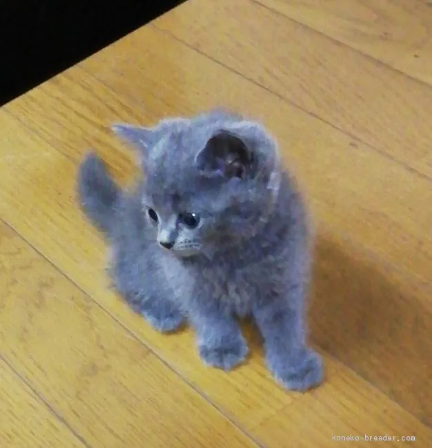 アイルトン キヨ 様のお迎えした子猫