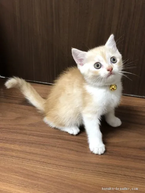 ID：2008-00298の子猫