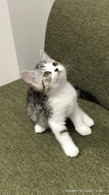 ID:2005-02275の子猫