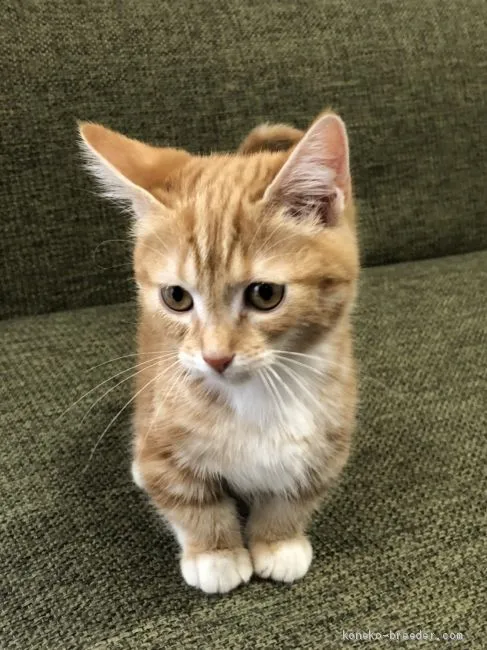 ID:2009-01792の子猫