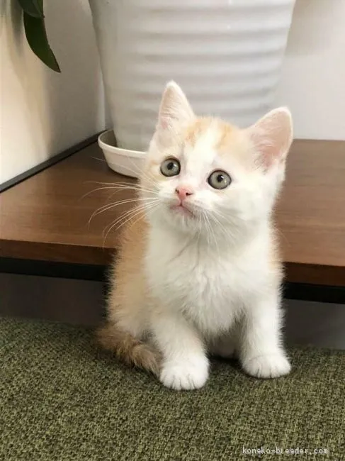 ID：2004-01858の子猫