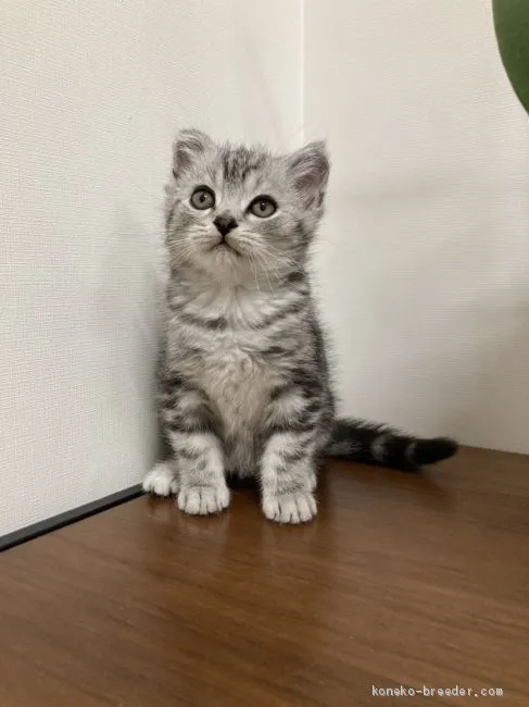 ID:2101-00325の子猫