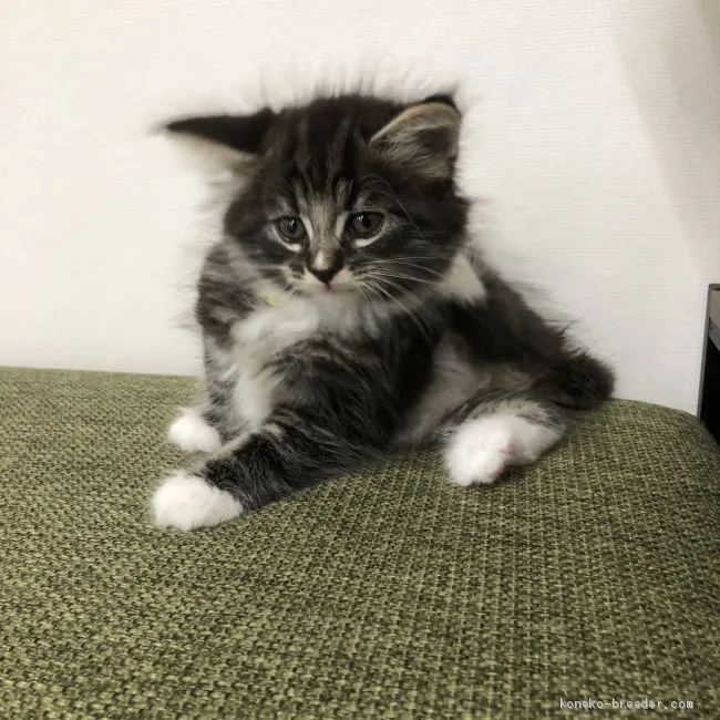 ブーニャ 様のお迎えした子猫