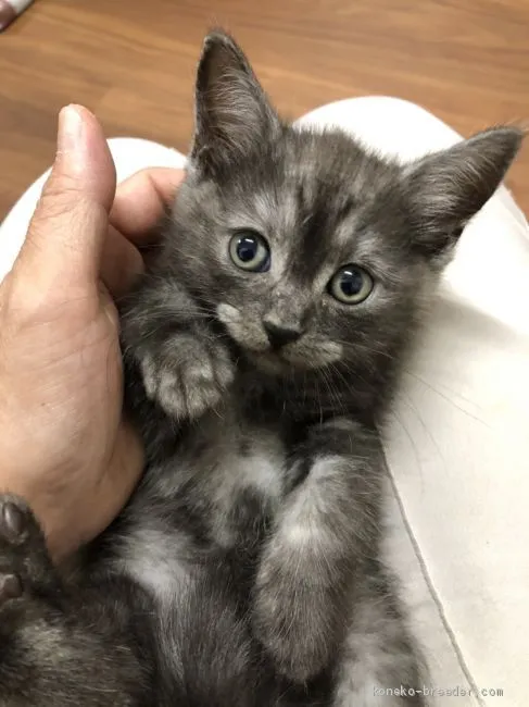 ID:2008-00850の子猫