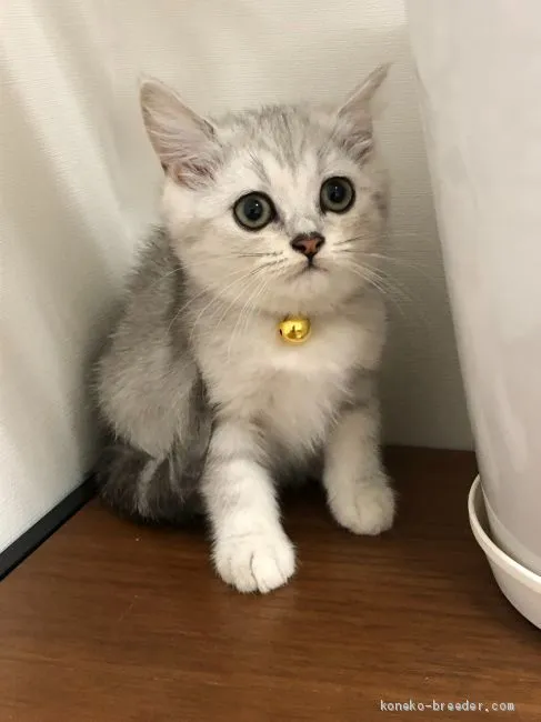 ID：2007-00047の子猫