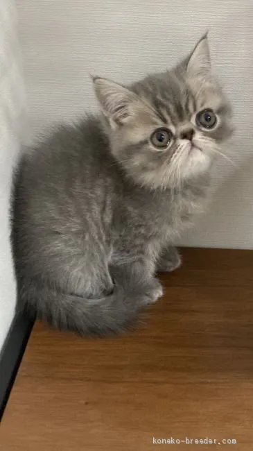 ID：2101-01240の子猫