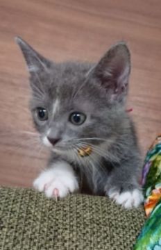 マンチカン(長足)【群馬県・女の子・2020年6月9日・ブルー/ホワイト】の写真「ブルーの毛が綺麗な可愛い女の子です❗」