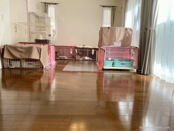 出産・育児スペース。子猫たちはここでお渡しまでママ猫と過ごします。｜木村　あゆみ(きむら　あゆみ)ブリーダー(神奈川県・ミヌエットなど・ICC/KCC登録)の紹介写真3