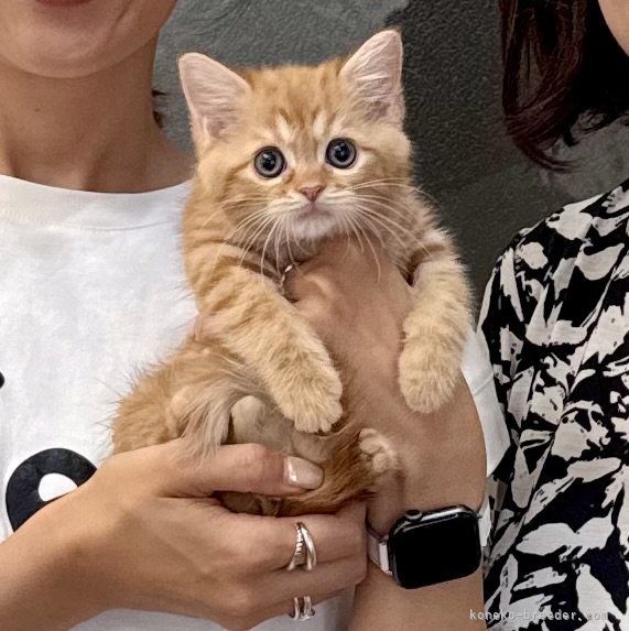 木村あゆみブリーダーのブログ：ビビちゃん💕