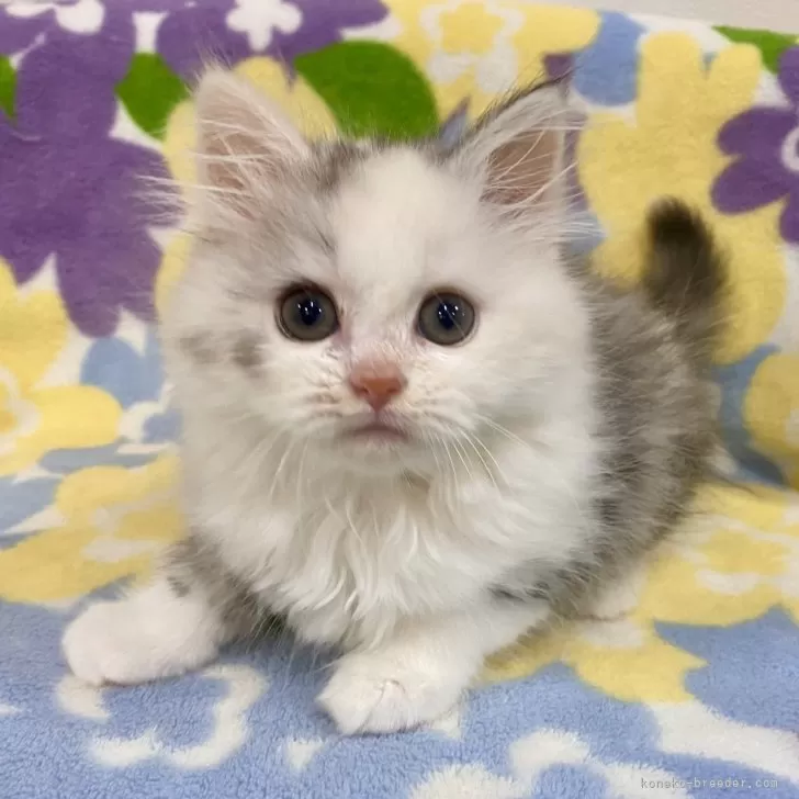 ID：2312-00242の子猫