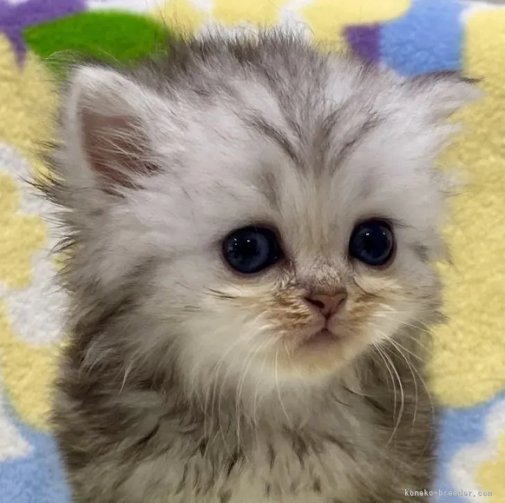 ID:2304-02817の子猫