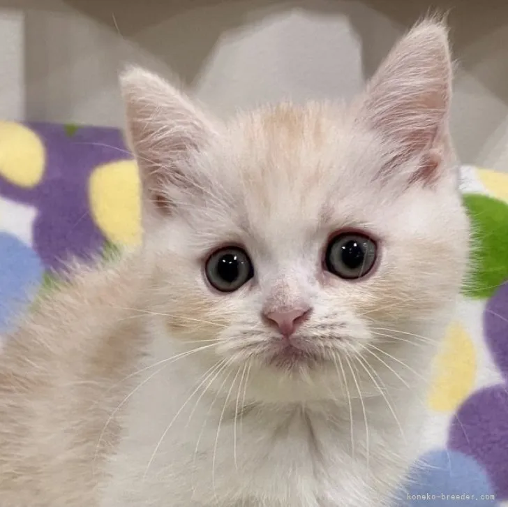 n.m 様のお迎えした子猫
