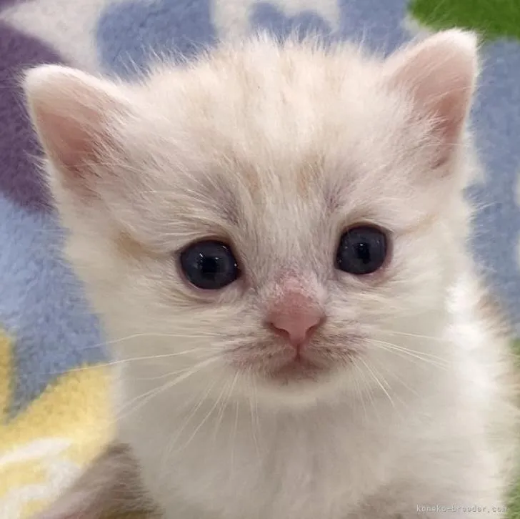 ID：2302-01858の子猫