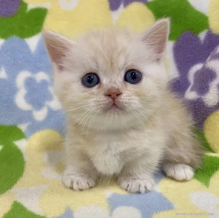 M.O 様のお迎えした子猫
