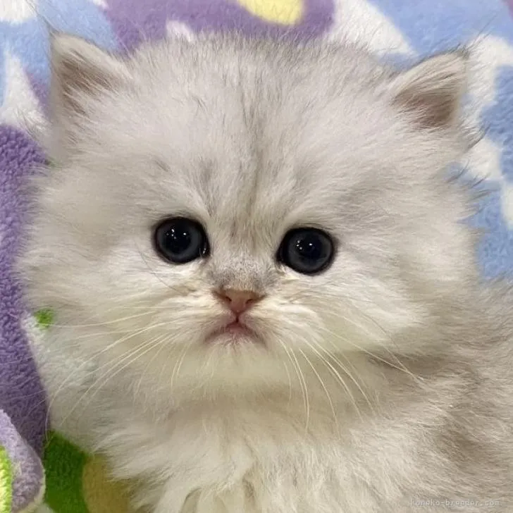 ID:2212-02219の子猫