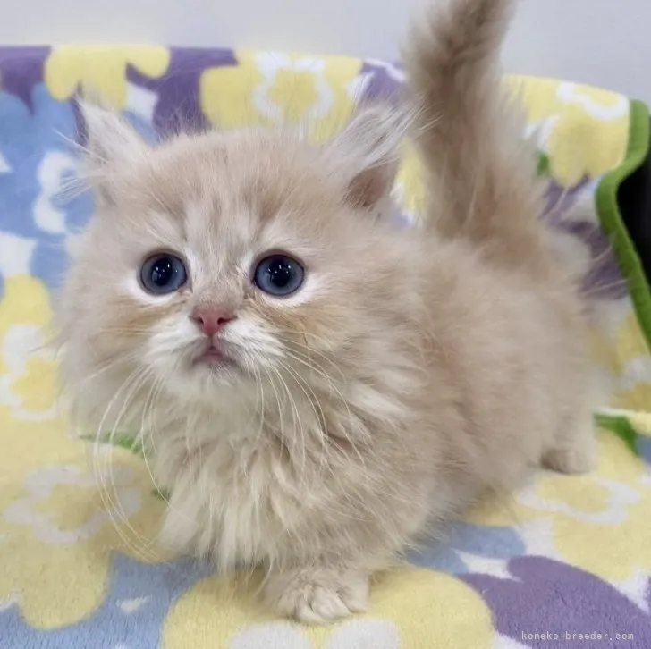 ID：2310-01139の子猫