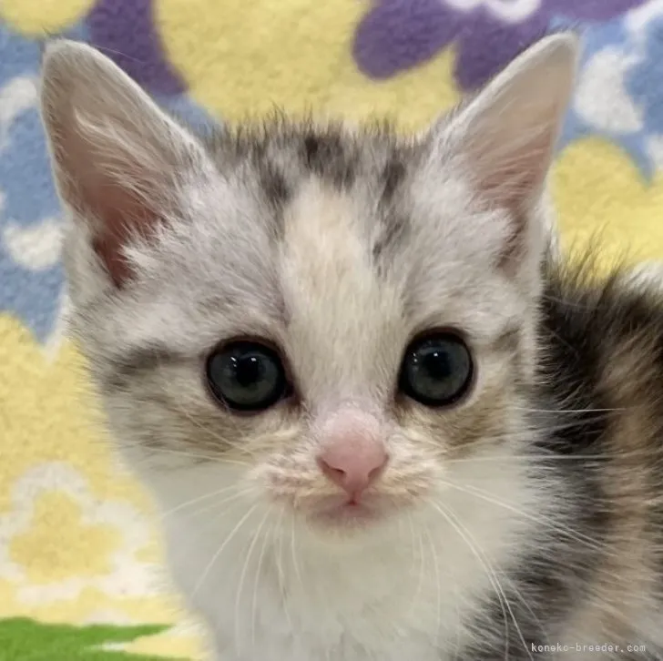 ID：2303-01100の子猫