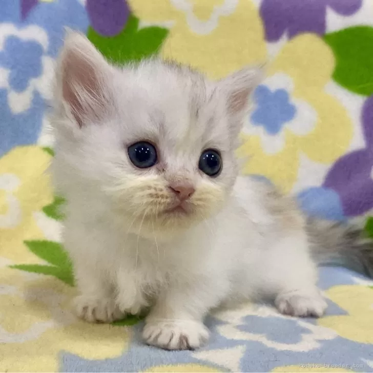 ID：2411-00391の子猫