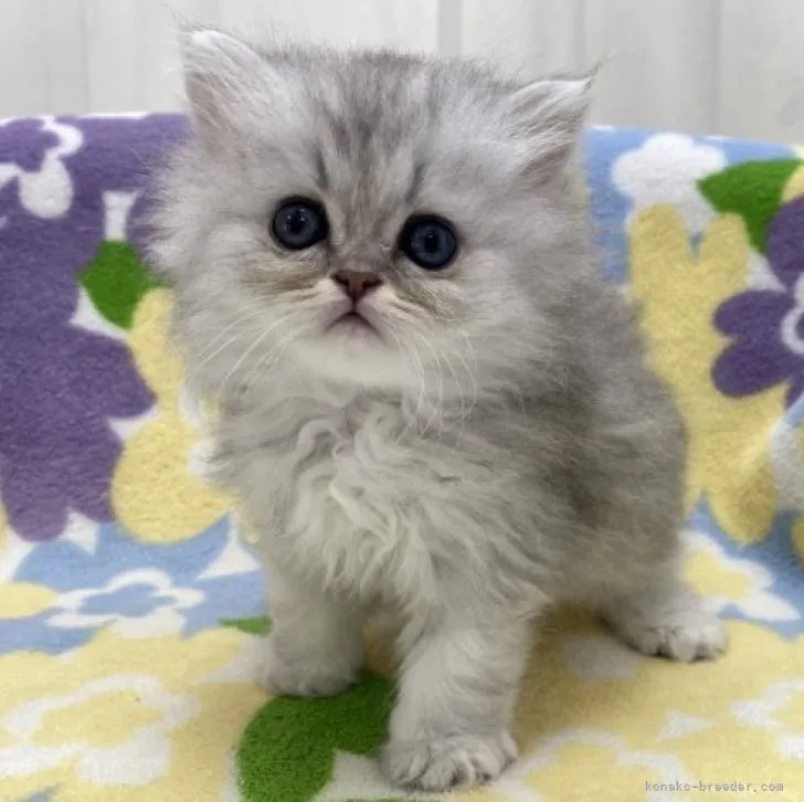 ID:2303-01588の子猫