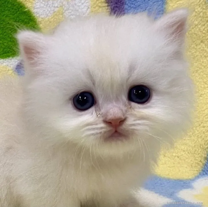 ID:2305-01006の子猫