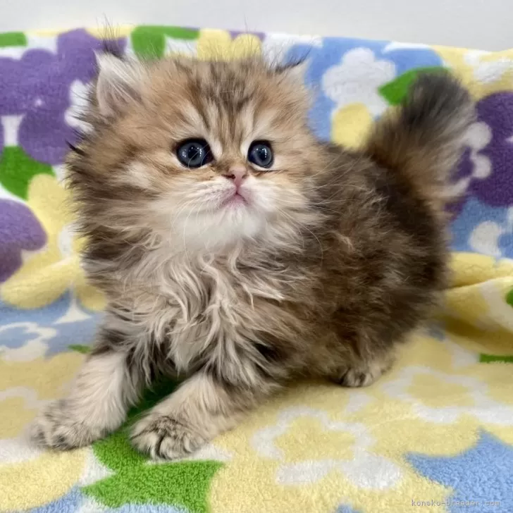 ID:2402-01868の子猫