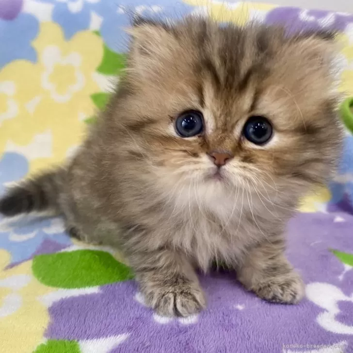 ID：2406-00818の子猫