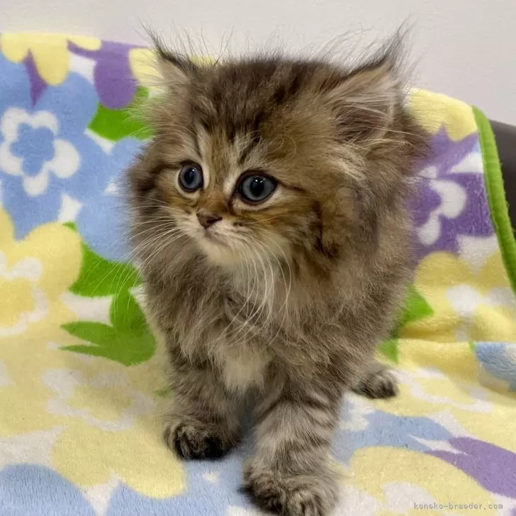 ID:2406-03257の子猫
