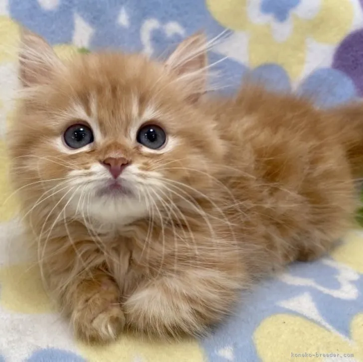 ごぼうてん 様のお迎えした子猫