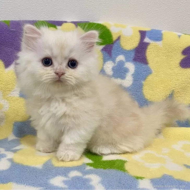 ID:2409-01646の子猫