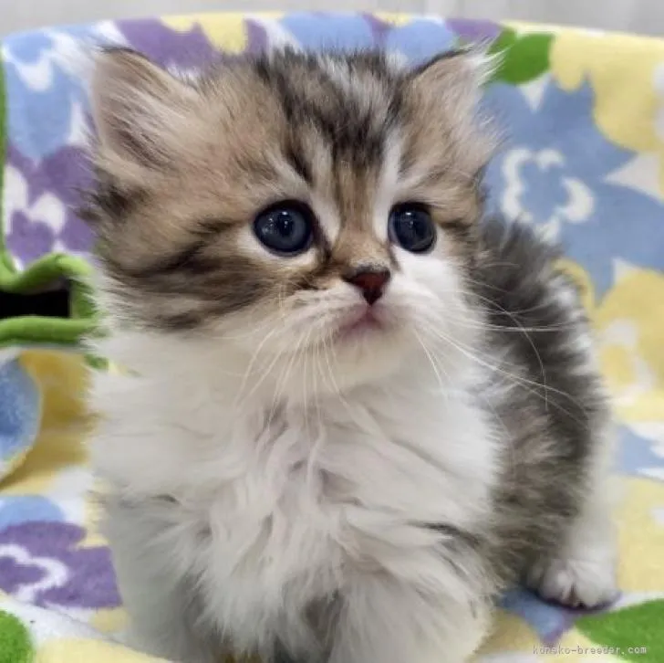 ID:2301-01834の子猫