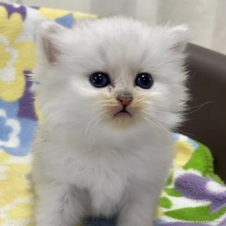 ID:2305-00222の子猫