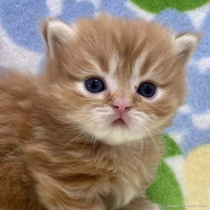 ID:2302-01854の子猫