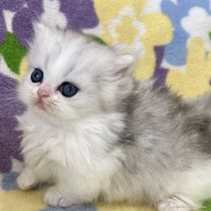 ID:2308-02390の子猫