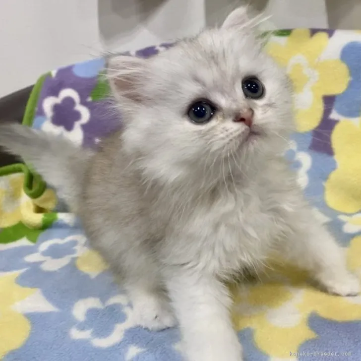 ID:2309-01705の子猫