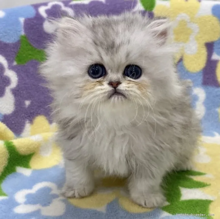 ID:2305-01725の子猫