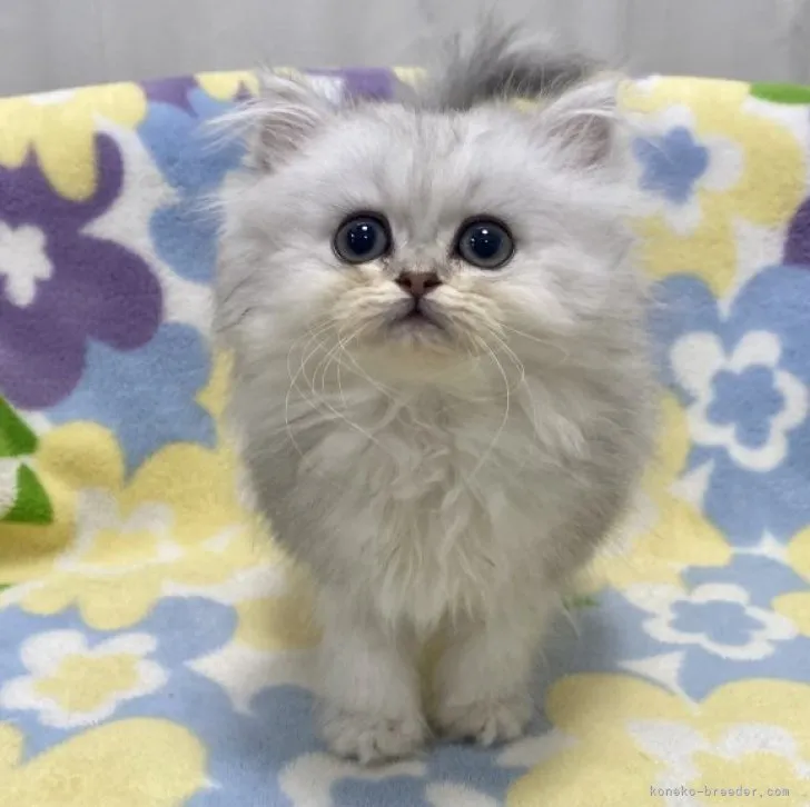 ID:2304-03154の子猫