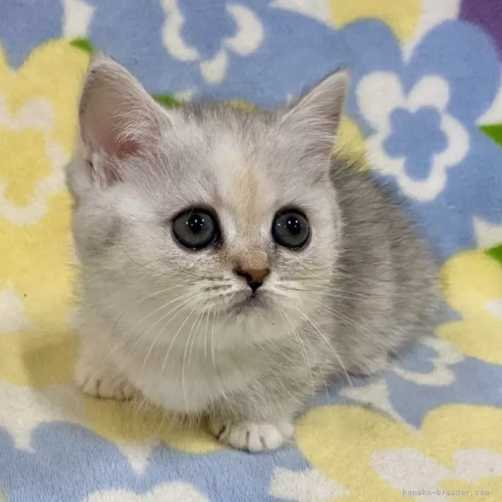 S.H 様のお迎えした子猫